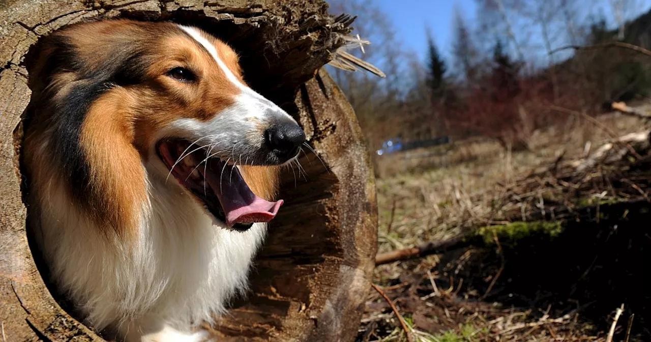 Stadt Herford sucht Grundstück für einen Hundewald