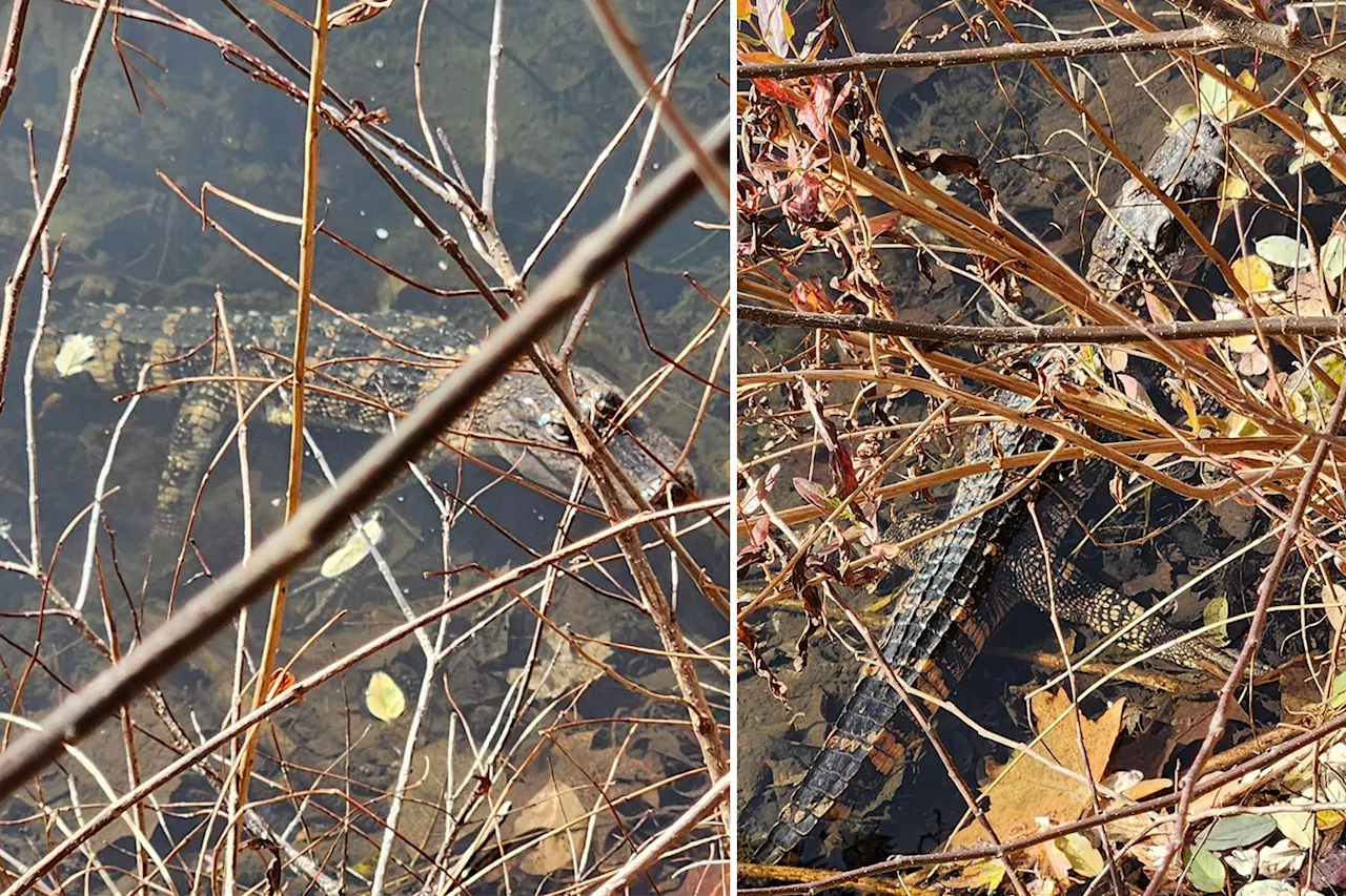 Live alligator found lurking in suburban NY waterway as msytery remains where it came from