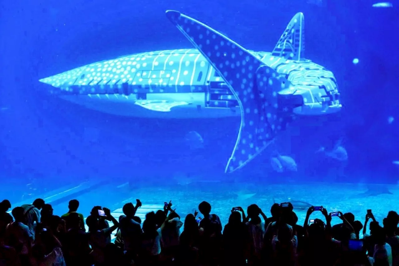 China aquariums opt for robotic whales to cut costs, leaving visitors feeling deceived