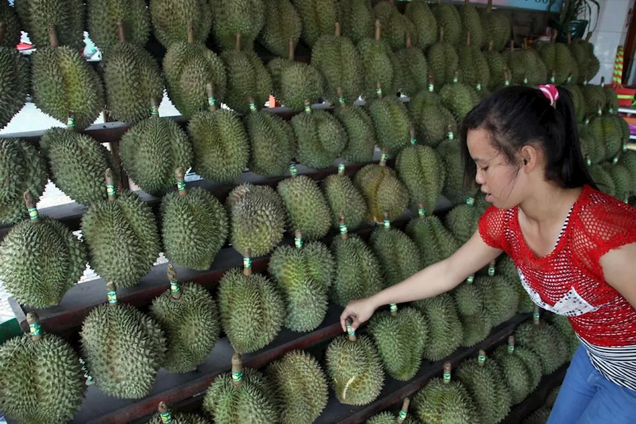 Industrious Indochina farmers chasing booming Chinese durian market