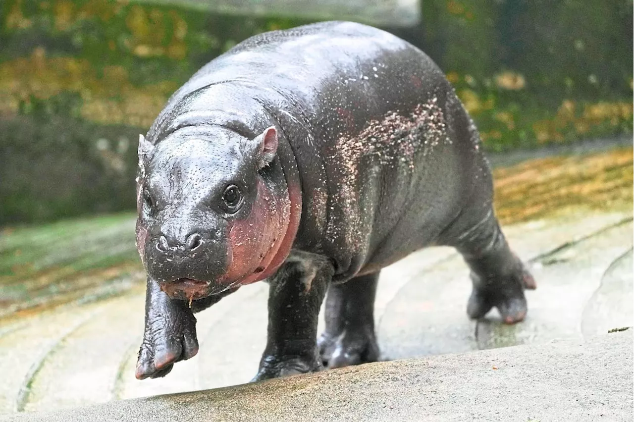 Little pygmy hippo Moo Deng now has an official song for you to bounce to