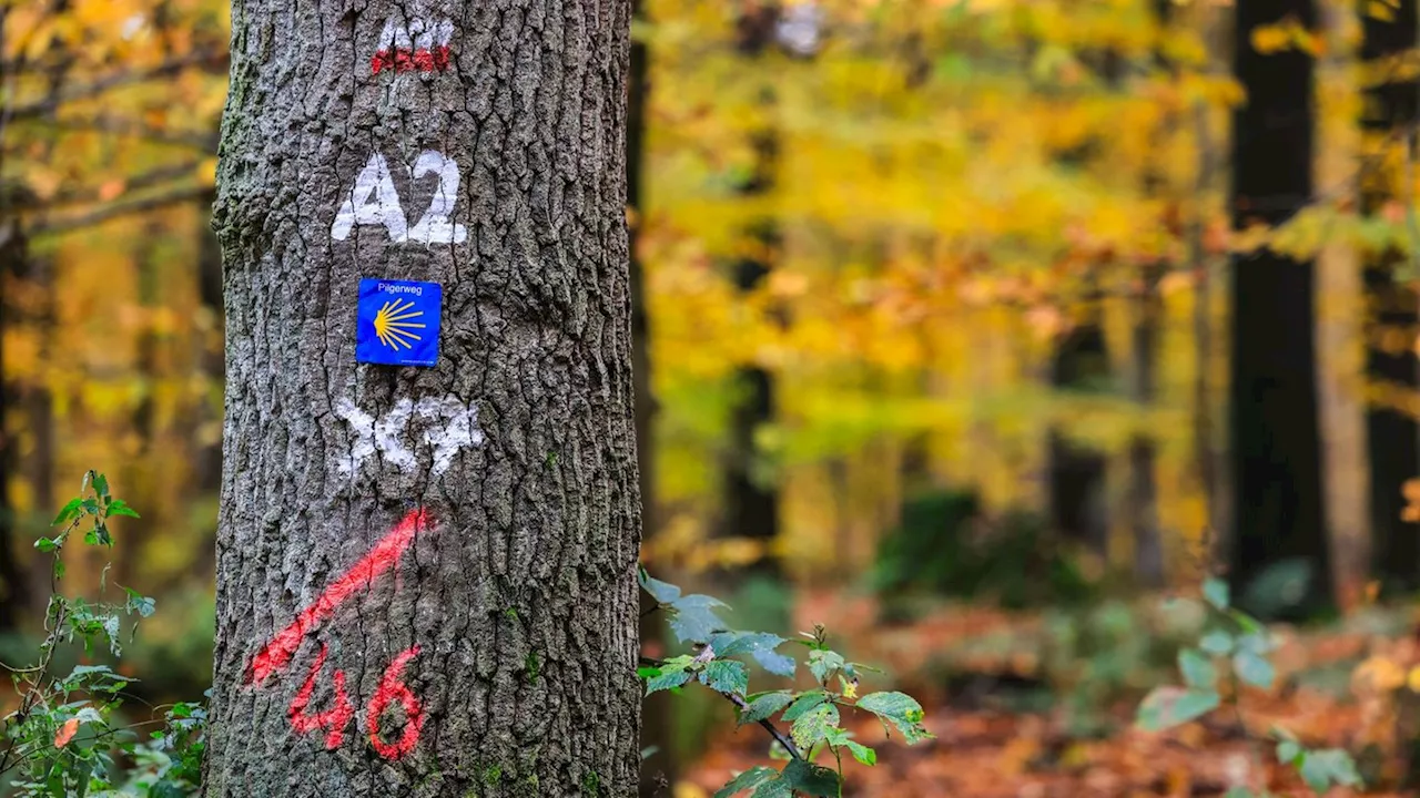 Naturschutz: Bürgerentscheid als letzte Chance für den Nationalpark