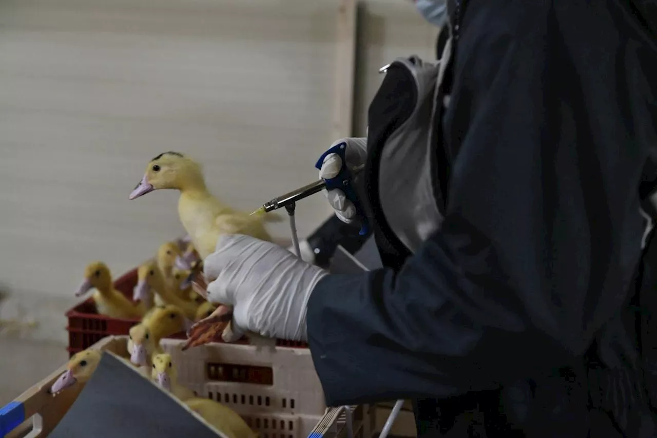 Grippe aviaire : pourquoi des canards vaccinés ont pu être infectés dans les Landes ?