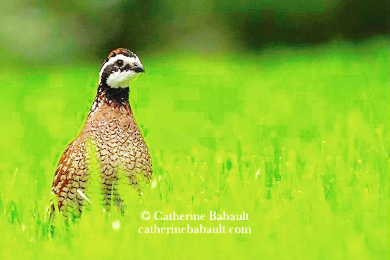 Rare bird heard — and then seen — in Courtenay