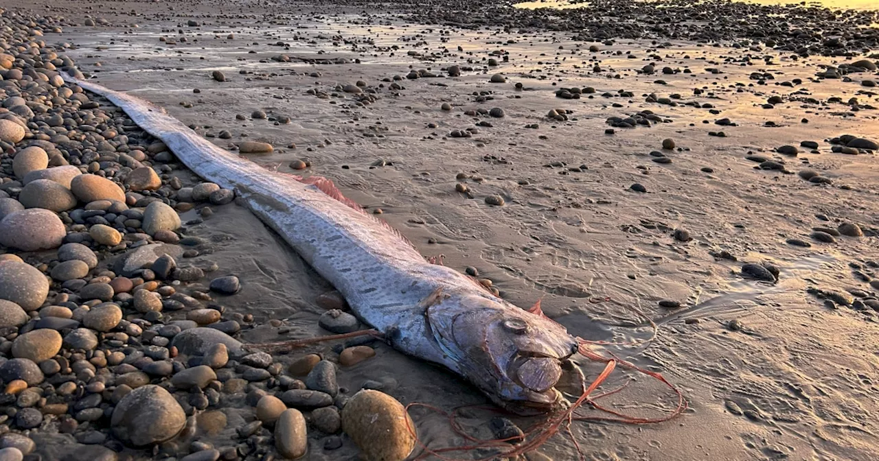 Rare Oarfish, Deemed 'Doom Fish,' Washes Up on California Beach