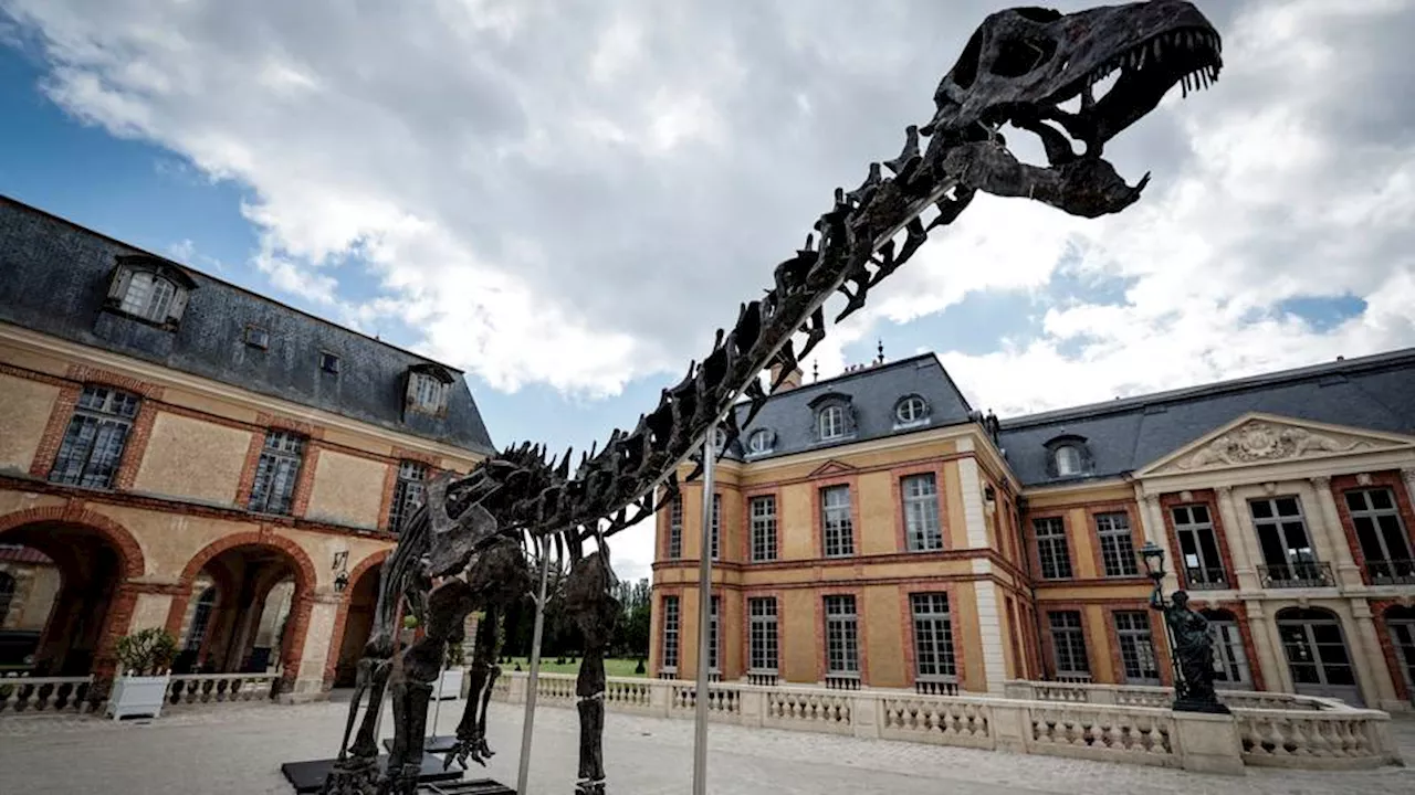 Rare 22-metre dinosaur skeleton sells for $6.4M at Paris auction