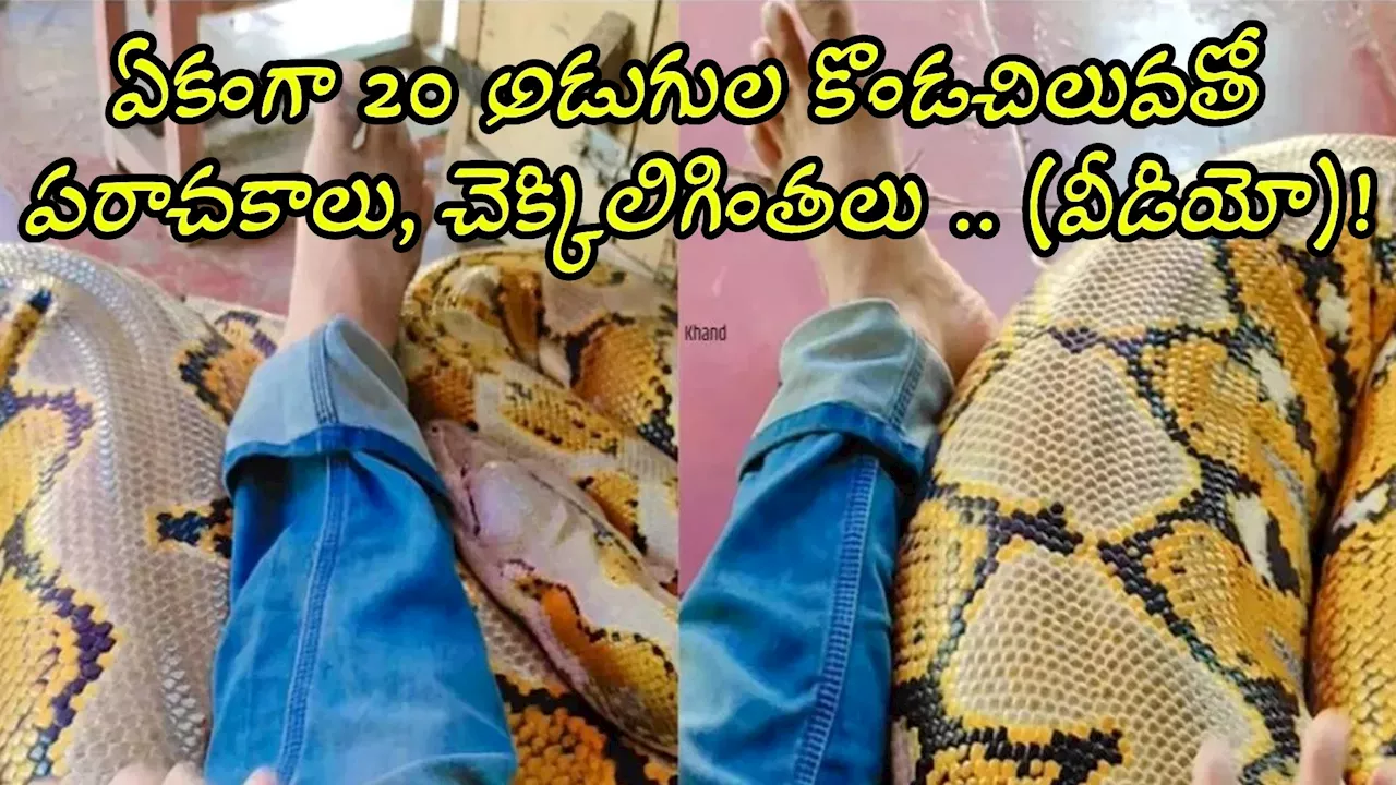 Scary Python Video: ఏం గుండె రా నాయనా నీది.. ఏకంగా 20 అడుగుల కొండచిలువతో పరాచకాలు, చెక్కిలిగింతలు .. (వీడియో)!