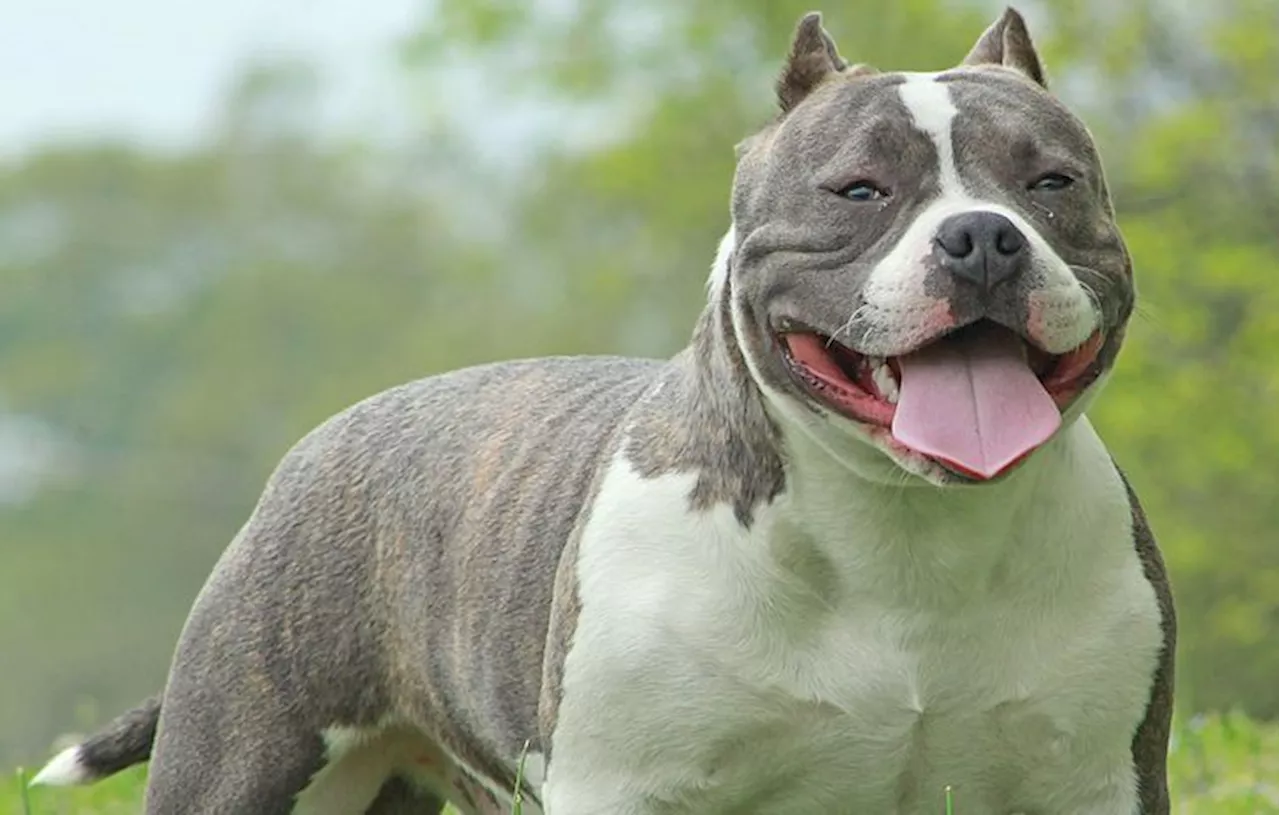 Dordogne : Un homme gravement blessé après l’attaque d’un American Bully