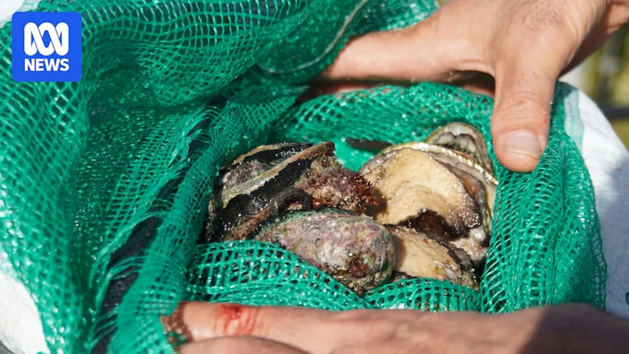 Abalone take zone extends north in WA for first time in a decade as population recovers