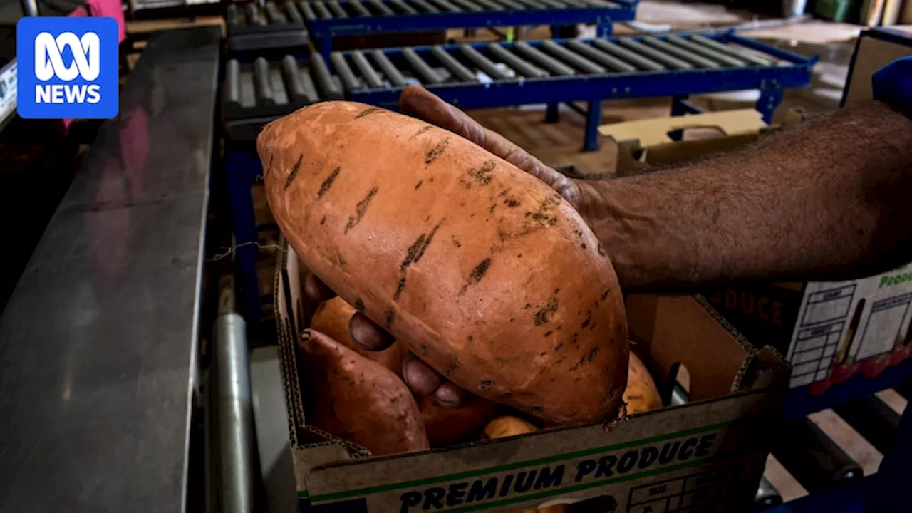 Andrew and Nicola Forrest's sweet potato company hopes to grow