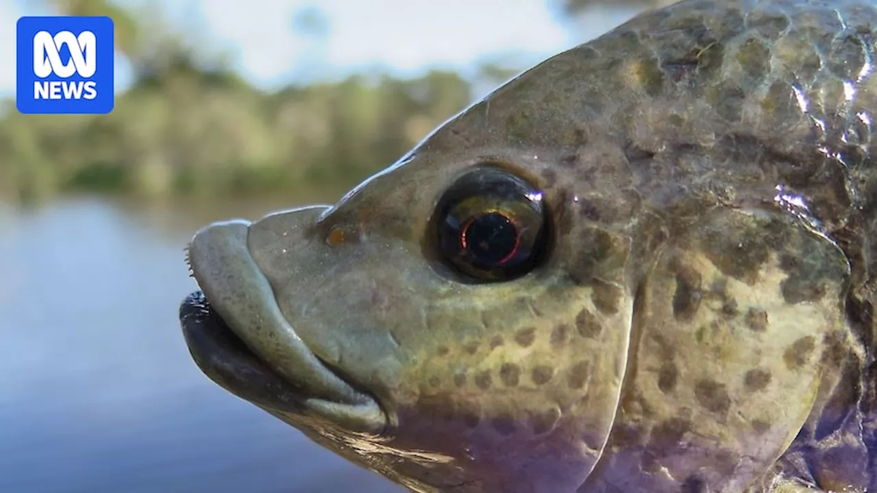 Calls for change so wild-caught pest fish tilapia can be eaten in Queensland