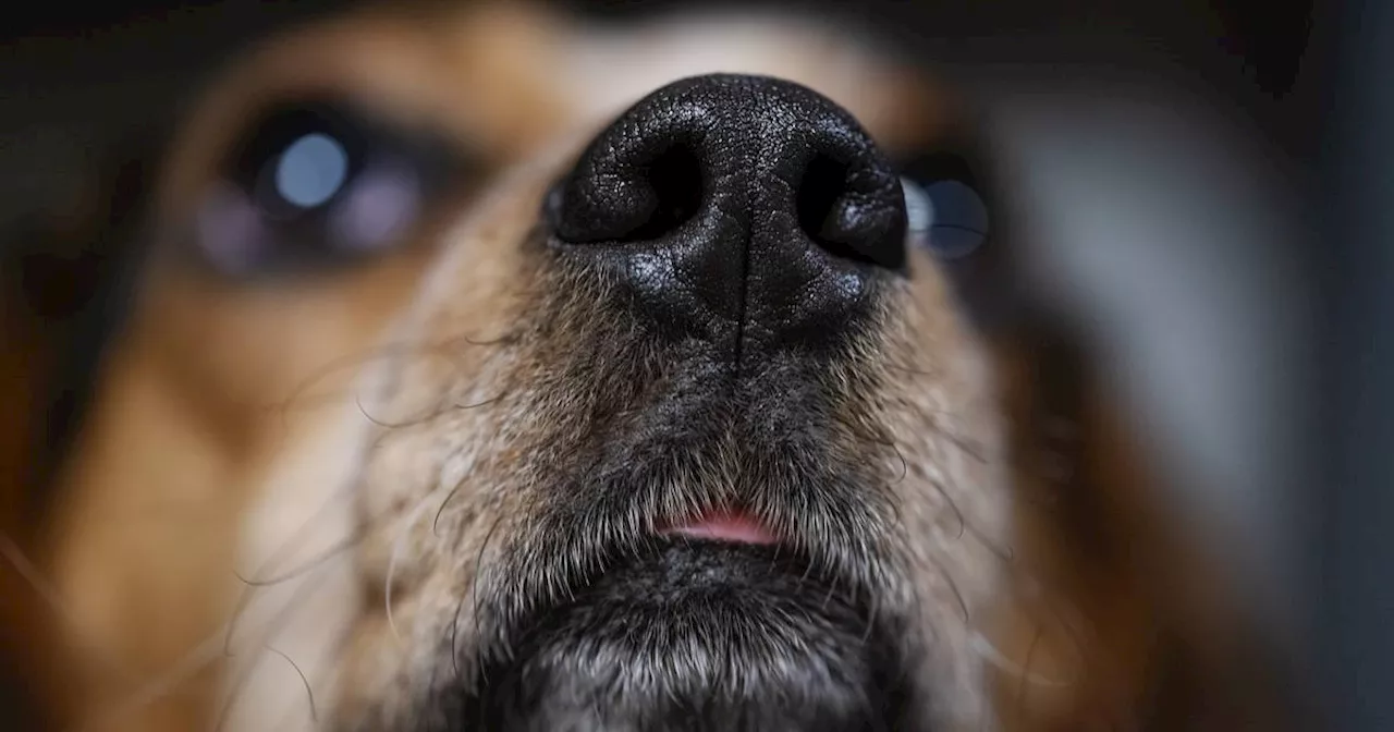 A beagle’s dream job: Sniffing food that shouldn’t be packed in luggage