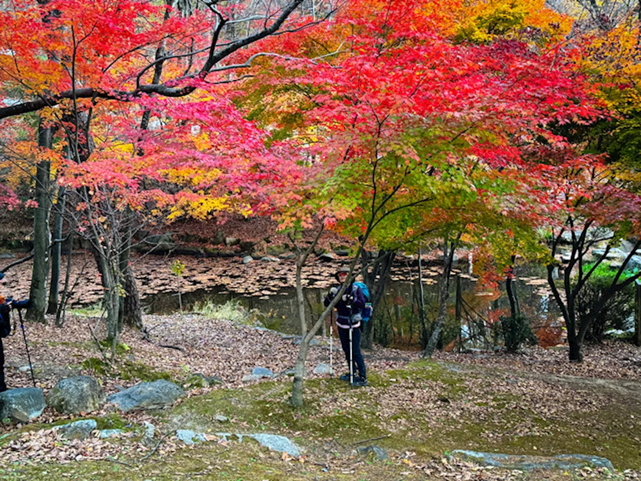 Corea del Sud, tour nella penisola del foliage