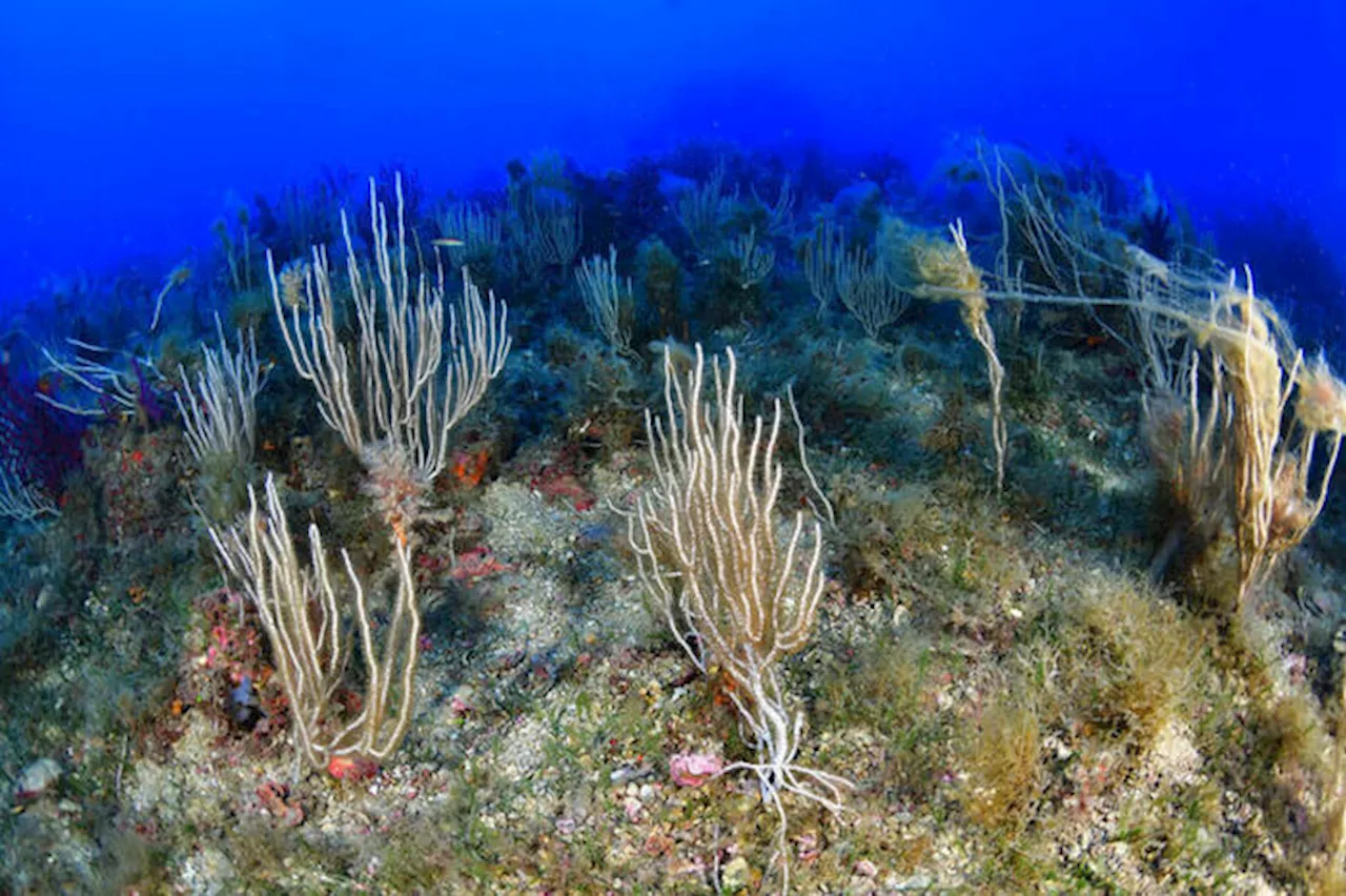 Ricostruita la crisi del Mediterraneo di 5,5 milioni di anni fa