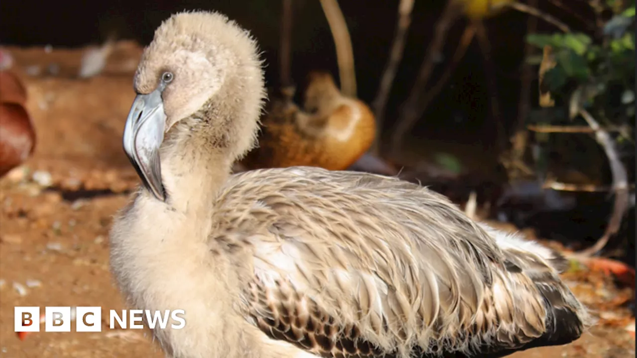 'Curious' flamingo chick escapes from Paignton Zoo