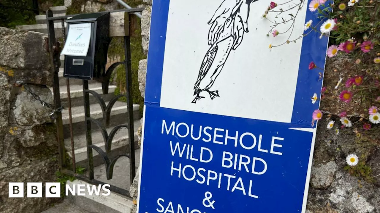 Bird flu threat closes Mousehole Wild Bird Hospital