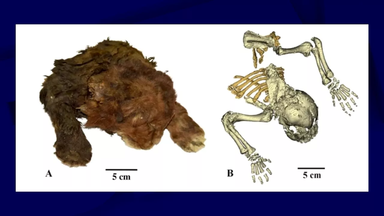 Russie: un chaton à dents de sabre momifié depuis 37.000 ans retrouvé dans la glace