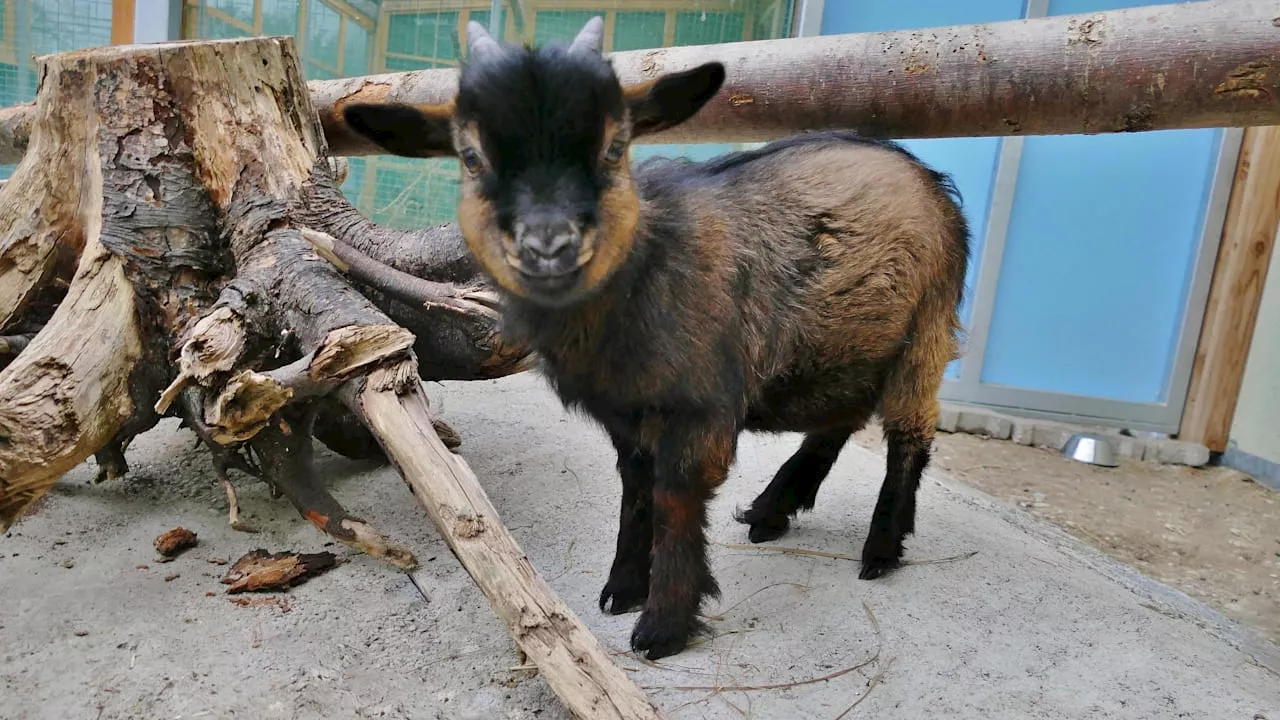 Tierschützer retten TikTok-Zwergziegenbock Ronaldo in München