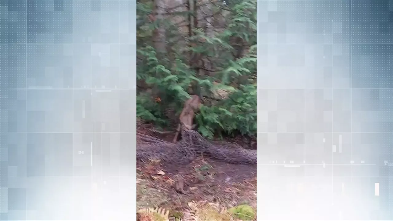 ‘Pretty disappointed’: First Nation leaders react to Parks Canada’s pause of Sidney Island deer cull