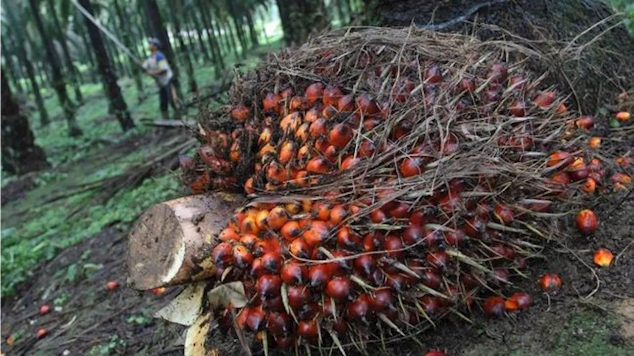 Pengusaha Usul Sawit Masuk Program Makan Bergizi Gratis Prabowo