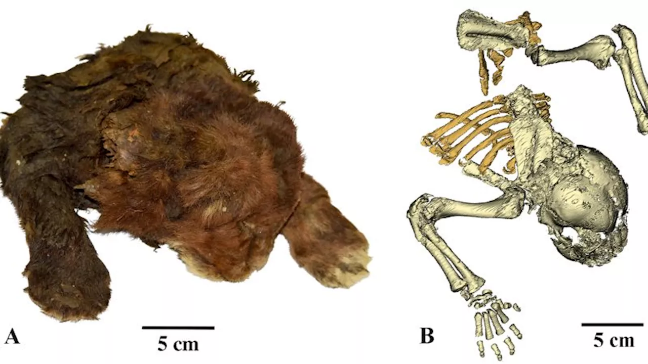 Sabre-toothed ‘kitten’ mummy unearthed in Siberia is first of its kind