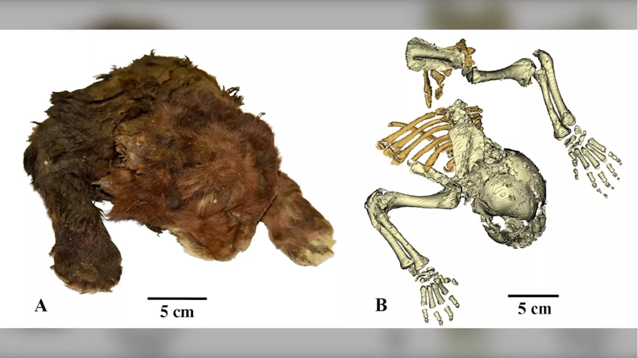 Sabre-toothed 'kitten' mummy unearthed in Siberia is first of its kind