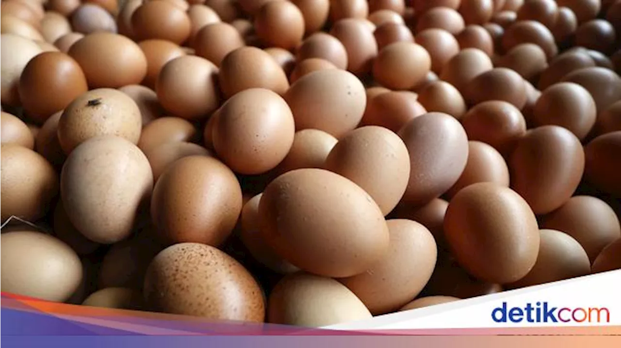 Ayam Dulu atau Telur Dulu? Begini Jawaban Ilmuwan