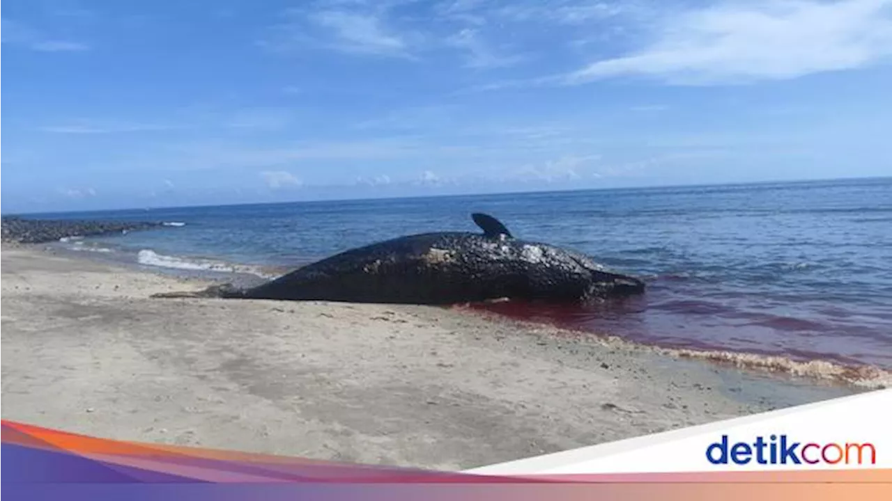 Paus Sperma Terdampar di Pantai Banyuning, Sempat Dikira Terumbu Karang