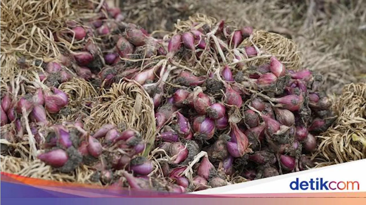 Stok Bawang Merah Dipastikan Aman Jelang Natal dan Tahun Baru