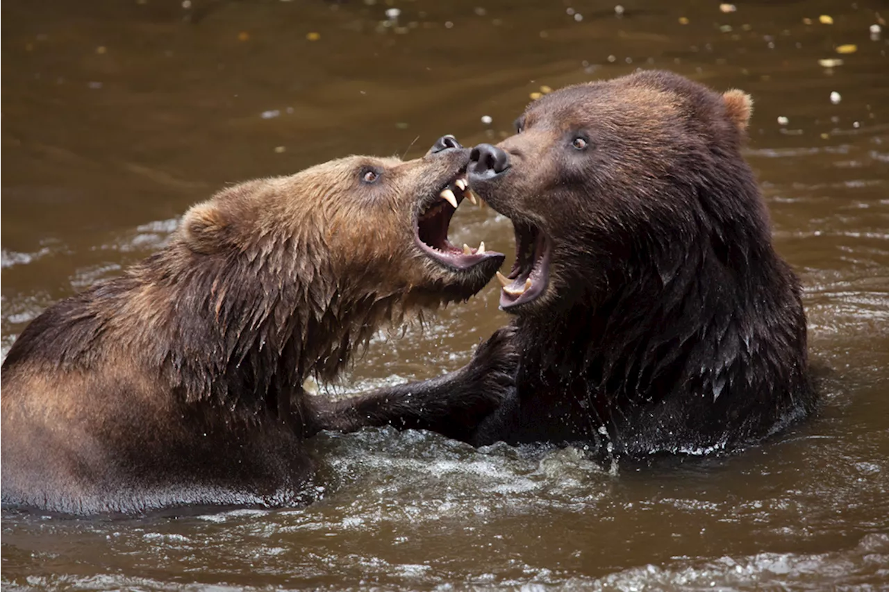 Bears Attacking — and Eating — Other Bears Is Considered Normal