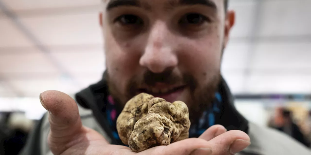 La trufa blanca, el 'oro' de Italia amenazado por los estragos del clima