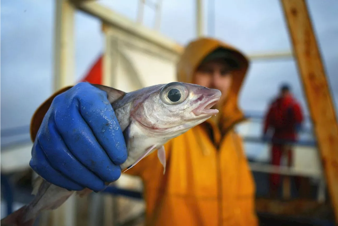 U.K. Government Urged To Set Deadline To End Overfishing