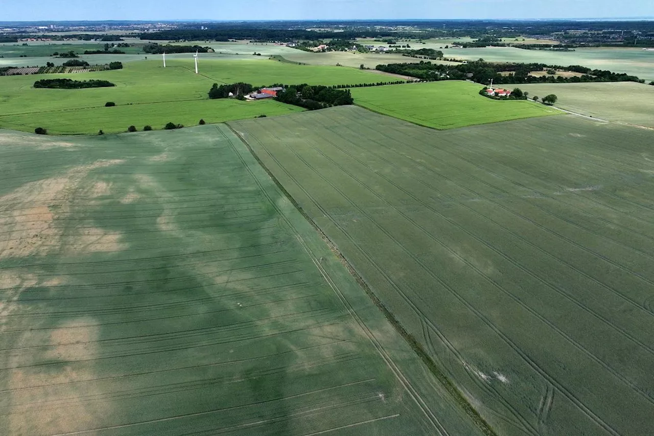 Denmark to convert 15% of farmland to forest to cut fertilizer use