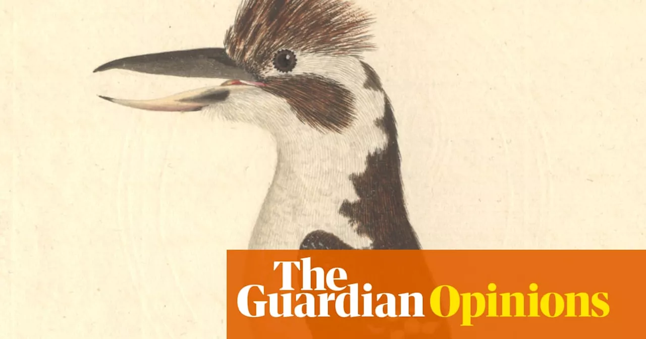 A kookaburra: ‘They think they are waking the world’