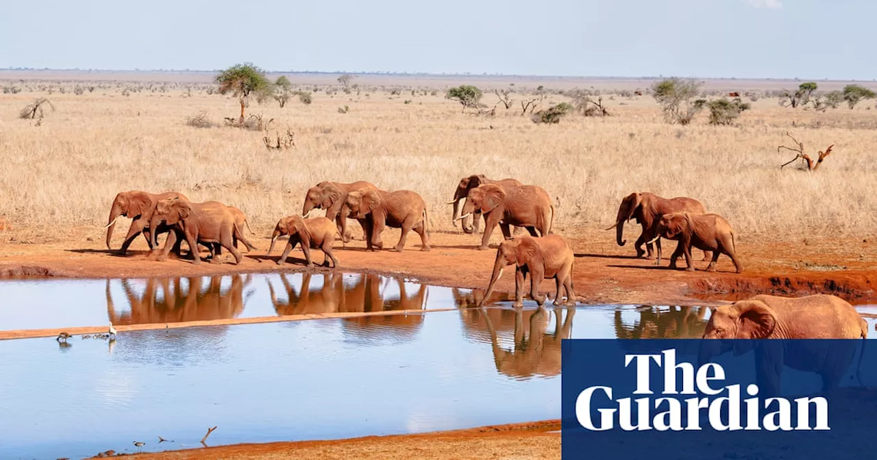 The bee project helping to tackle elephant-human conflict in Kenya