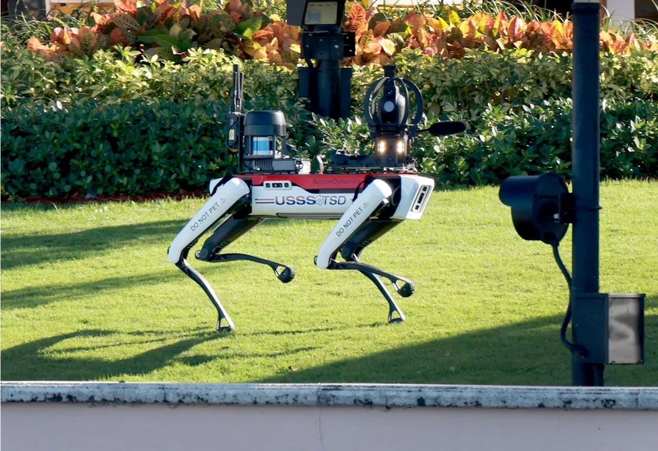 Robot Anjing Untuk Menjaga Donald Trump 