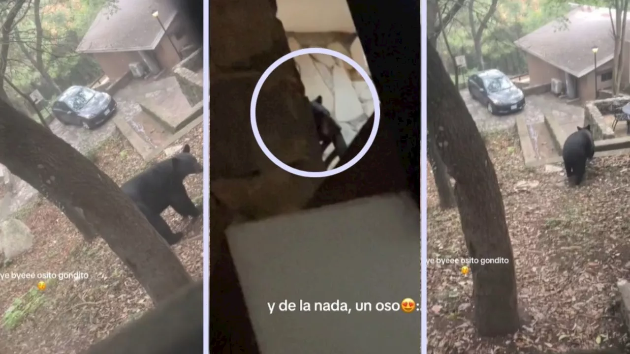 Jóvenes viven momentos de angustia por un oso que irrumpió en su cabaña y arrasó con su comida