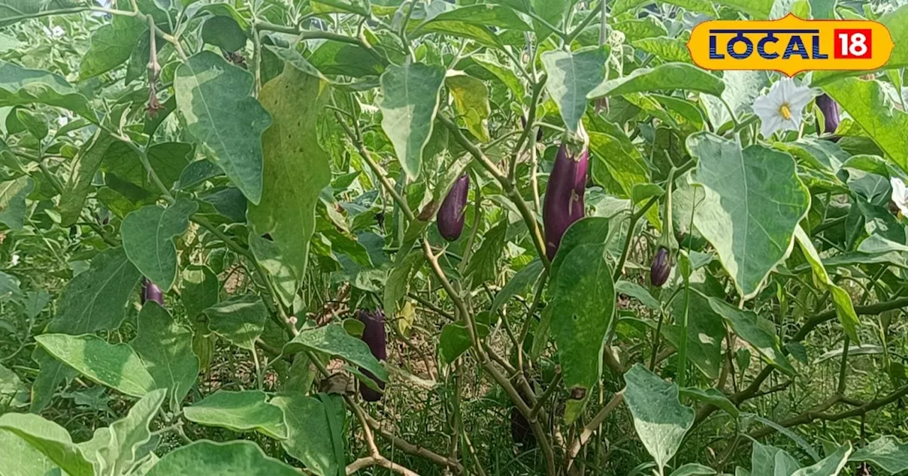 Vegetable farming: पारंपरिक खेती छोड़ शुरू किया सब्जी उत्पादन, अब 10 लाख से अधिक सालाना की कमाई