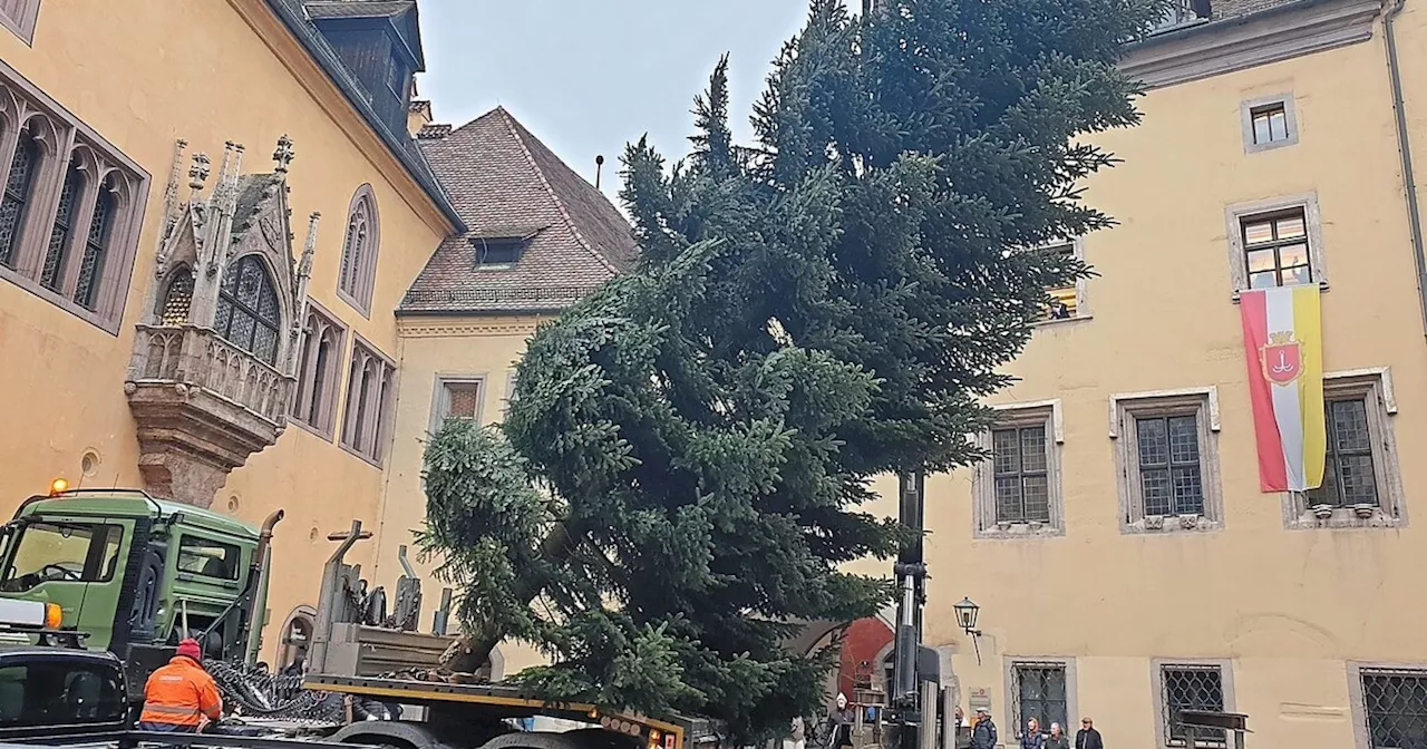 Regensburgs Christbaum kommt dieses Jahr aus Bernhardswald