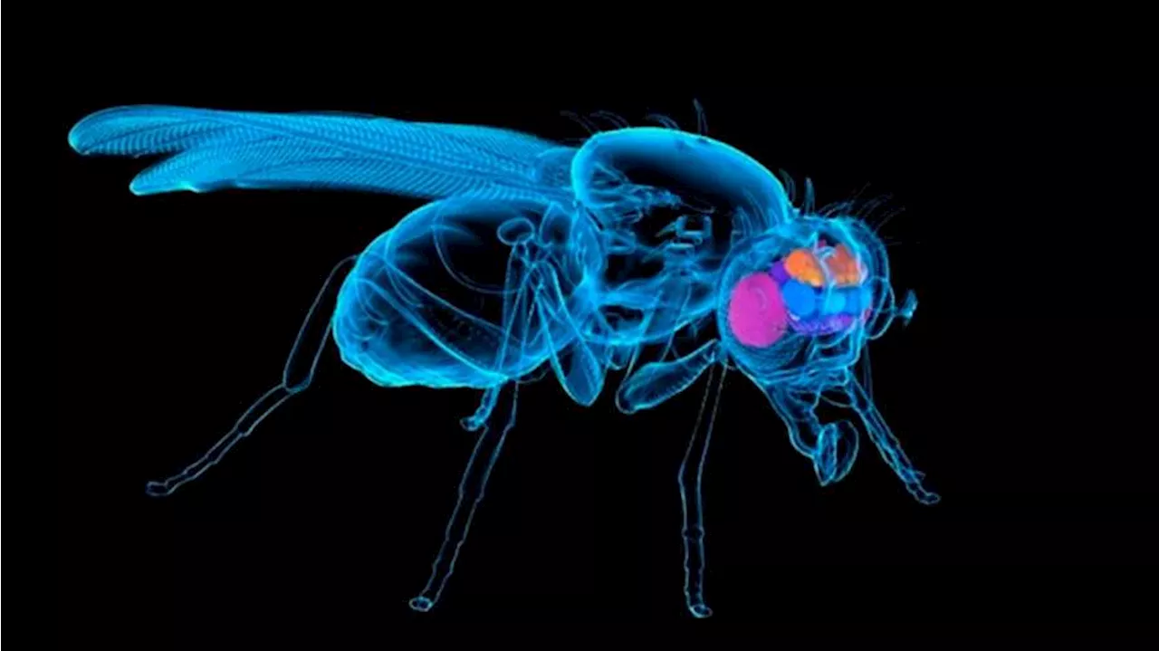 Ученые Принстонского университета в США оцифровали мозг мухи-дрозофилы