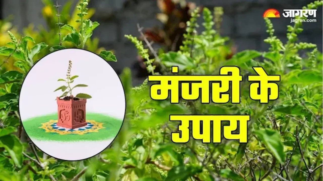 Tulsi Manjari Ke Upay: तुलसी की मंजरी के इन उपायों से धन की परेशानी होगी दूर, बनेंगे सारे बिगड़े काम