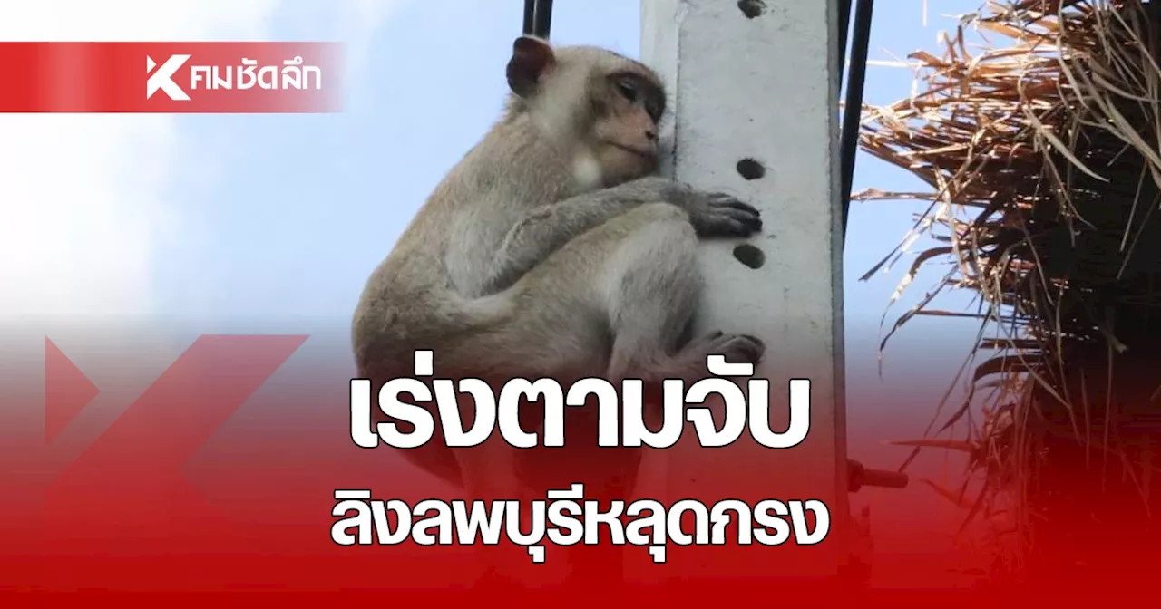 จนท. ตามจับลิงลพบุรี หลุดกรง ได้แล้ว 130 ตัว คาดอีก 2 วัน เสร็จสิ้น