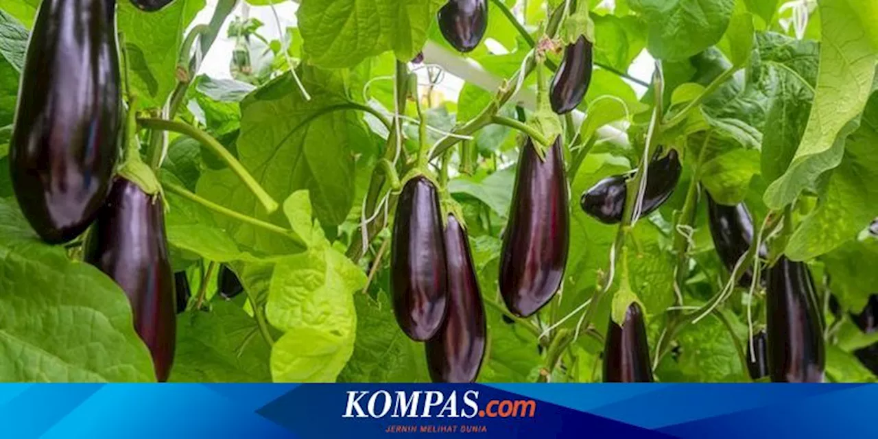 6 Tanaman Sayur yang Tumbuh Subur di Pot