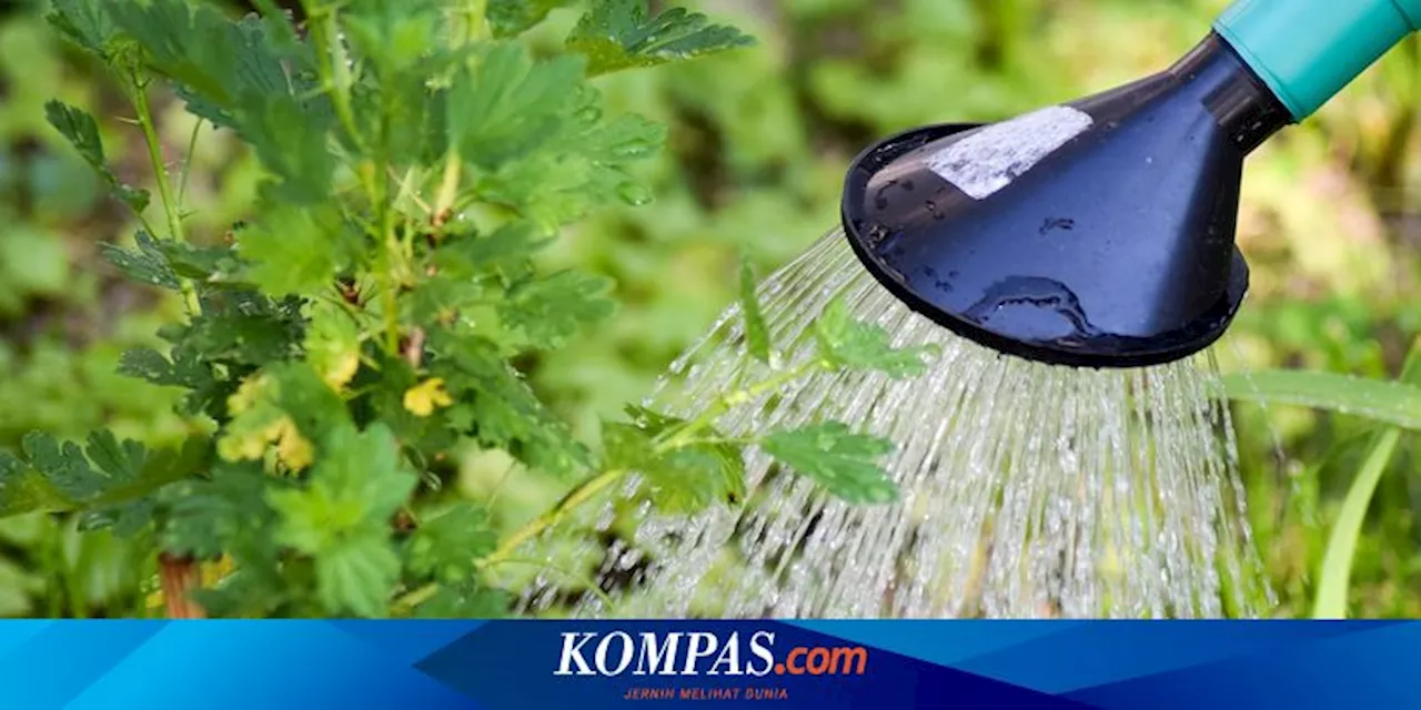 7 Kesalahan Menyiram Tanaman Sayur yang Bikin Rusak