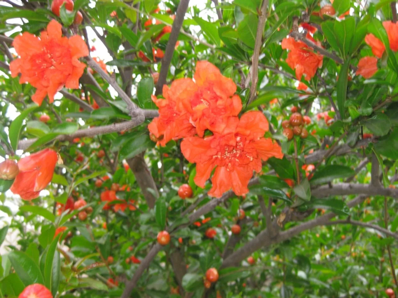 What to know about growing pomegranates in your garden