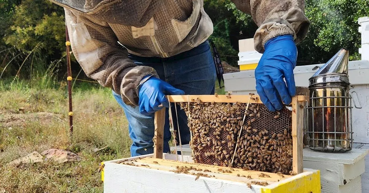 'All we could do was watch': Beekeeper mourns millions of bees killed in Mountain fire