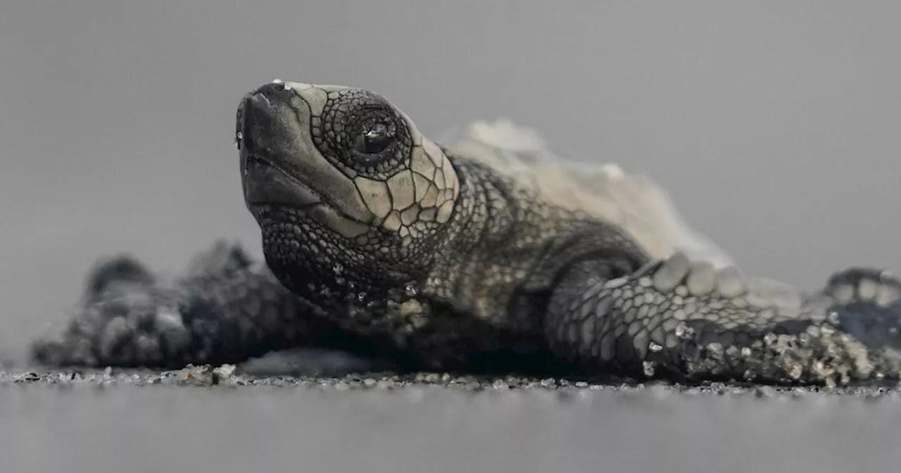 Liberación de tortugas bebés busca salvar especie marina en peligro de extinción en Panamá