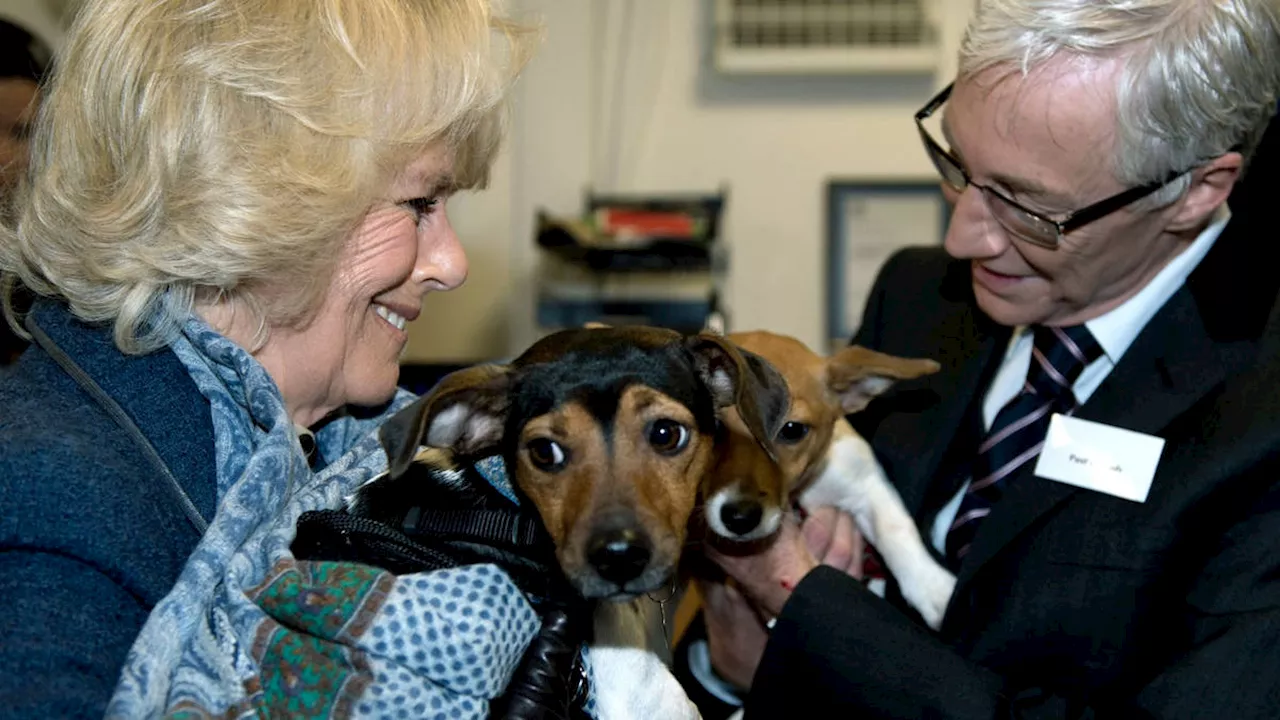 Queen Camilla's beloved rescue dog Beth dies after being diagnosed with tumour