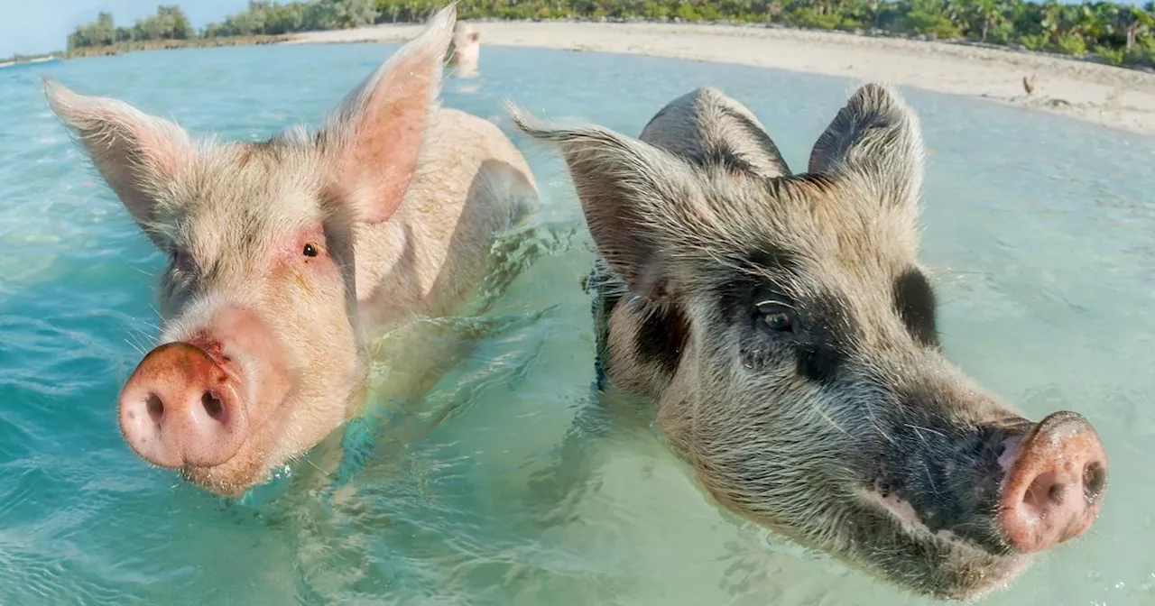 «Être copains comme cochons»: l’origine de cette expression va vous étonner