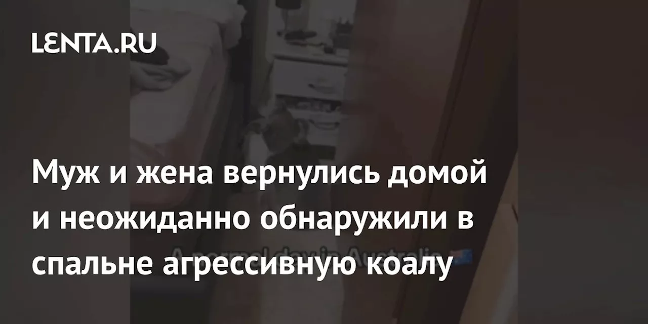 Муж и жена вернулись домой и неожиданно обнаружили в спальне агрессивную коалу